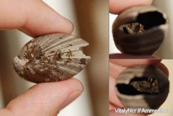 Russiella, Terebratulida, Russiella truncata