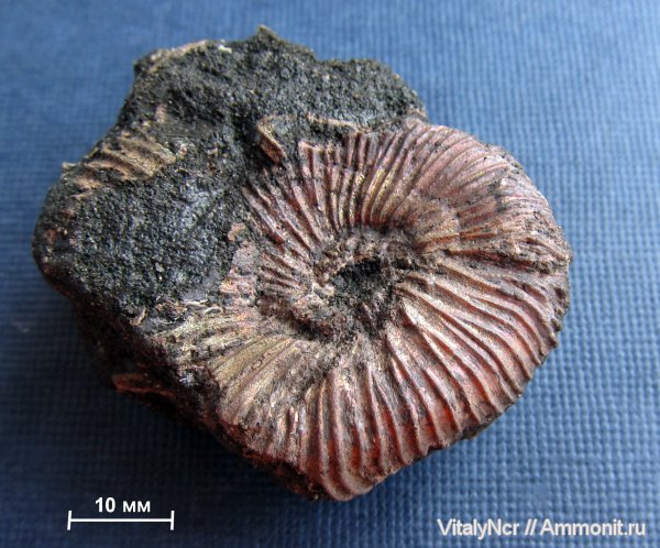 Epivirgatites, Epivirgatites nikitini, Dorsoplanitidae