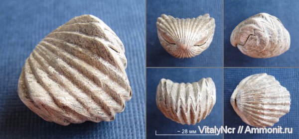 Mosquella oxyoptycha, Mosquella, Rhynchonellida