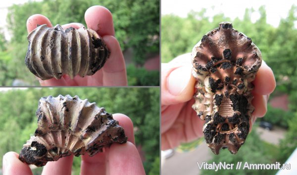 Lomonossovella, поперечное сечение, Dorsoplanitidae, Dorsoplanitinae