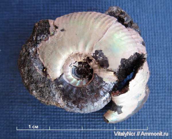 Craspedites, Craspedites nekrassovi, лопастные линии