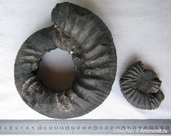 Dorsoplanites, Dorsoplanites serus, Dorsoplanitidae, Dorsoplanitinae