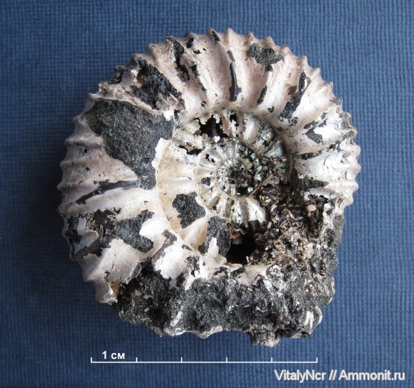 Lomonossovella, Dorsoplanitidae, Dorsoplanitinae