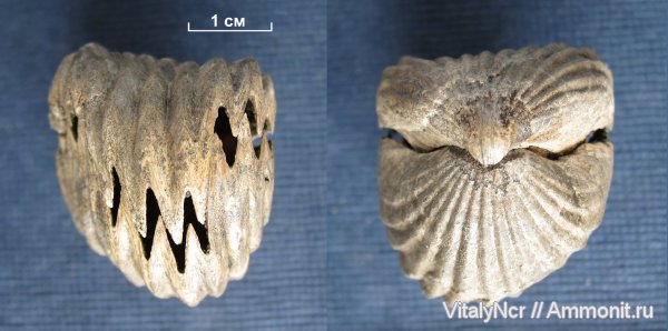 Mosquella oxyoptycha, Mosquella, Rhynchonellida