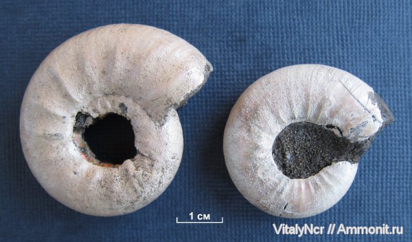 Kachpurites, Kachpurites fulgens, Volgian