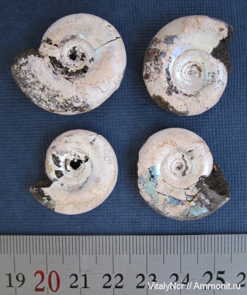 Kachpurites, Kachpurites fulgens, Volgian