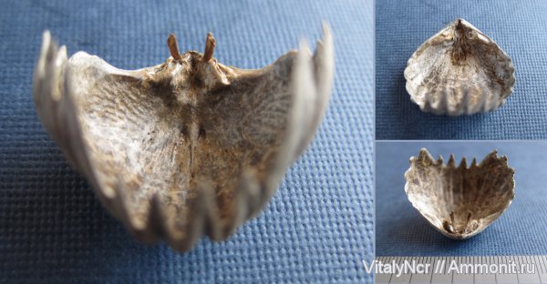 Mosquella oxyoptycha, Mosquella, Rhynchonellida, замочный аппарат