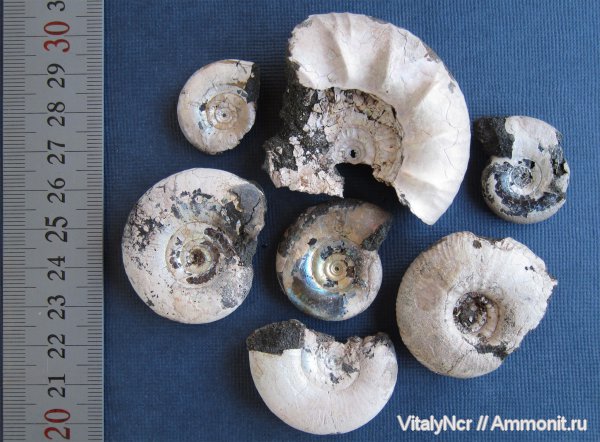 Kachpurites, Kachpurites fulgens, Craspedites, Volgian