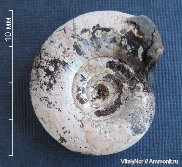 Kachpurites, Kachpurites fulgens, Volgian