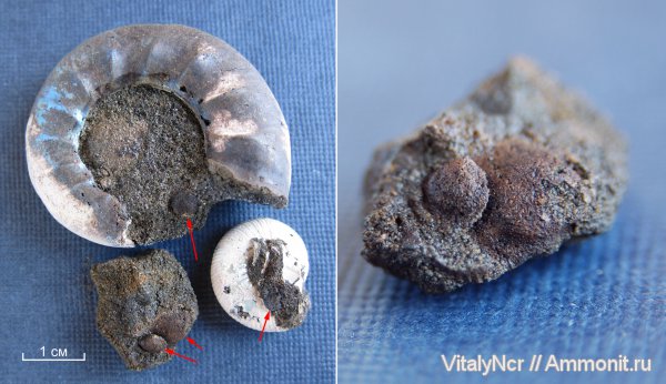 Kachpurites, Craspedites, Volgian