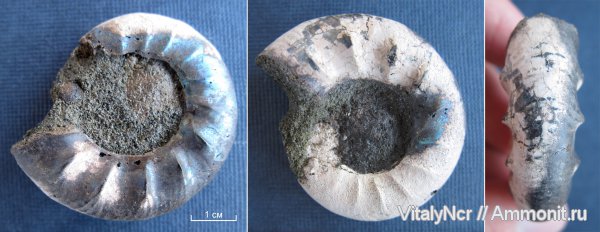 Kachpurites, Kachpurites fulgens, Volgian