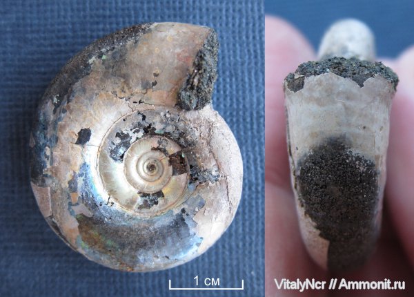 Kachpurites, Kachpurites fulgens, устье, Volgian