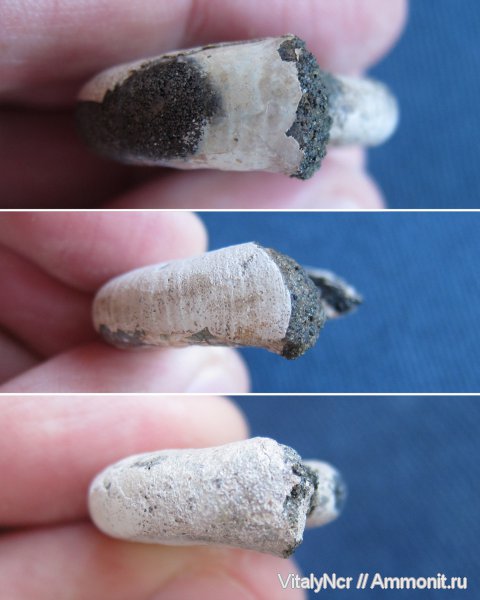 Kachpurites, Kachpurites fulgens, устье, Volgian