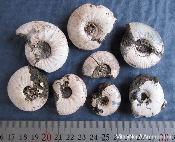 Craspedites, Subcraspedites, Craspedites fragilis, Craspeditidae