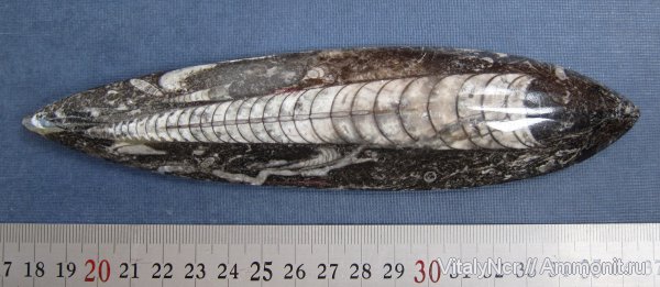 Orthoceras, Geisonoceras, Orthocerida, Geisonoceratidae