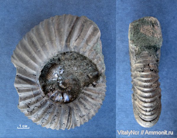 Virgatites, Virgatites pallasianus, Virgatitidae, Virgatitinae