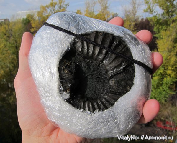 Virgatites, Virgatitidae, Virgatitinae