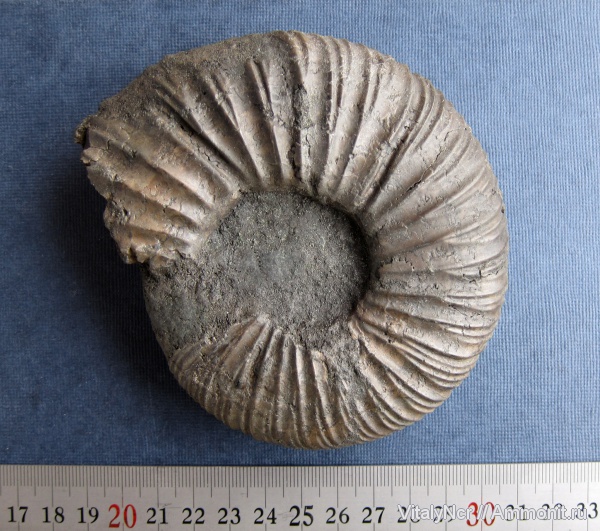 Virgatites, Virgatites virgatus, Virgatitidae, Virgatitinae