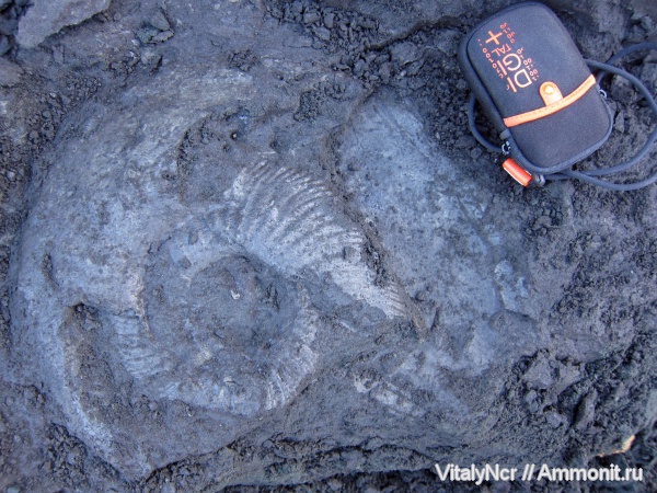 Virgatites, Virgatites rosanovi, Virgatitidae, Virgatitinae