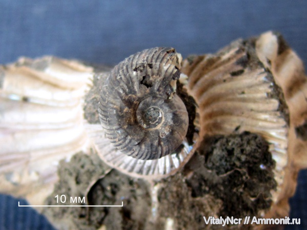 Virgatites, Virgatitidae, Virgatitinae