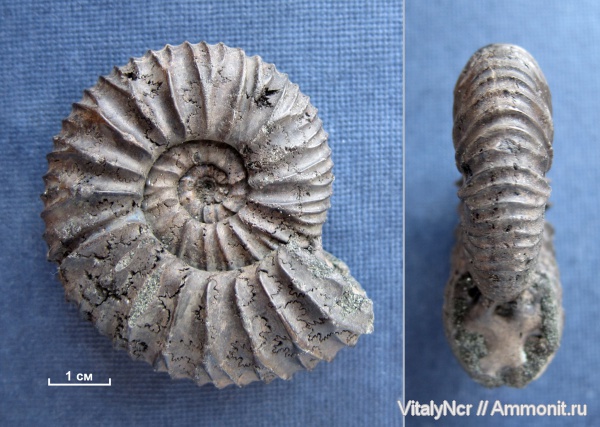 Virgatites, Virgatites pallasianus, Virgatitidae, Virgatitinae