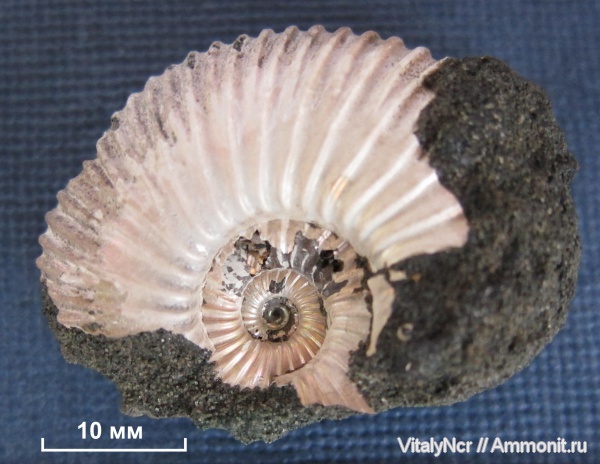 Epivirgatites, Dorsoplanitidae, Dorsoplanitinae