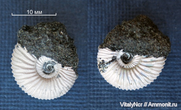 Epivirgatites, Dorsoplanitidae, Dorsoplanitinae