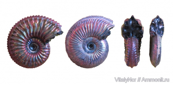 Amoeboceras, Amoeboceras alternoides