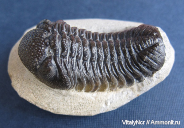 Phacopidae, Barrandeops, Phacopida, Phacopina