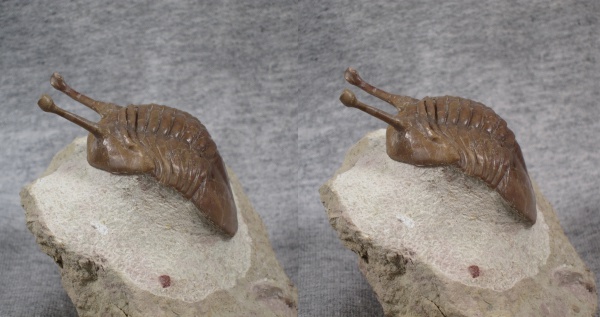 Asaphus, Asaphus kowalewskii, 3D-изображения, Asaphidae, Asaphida, стереофотографии