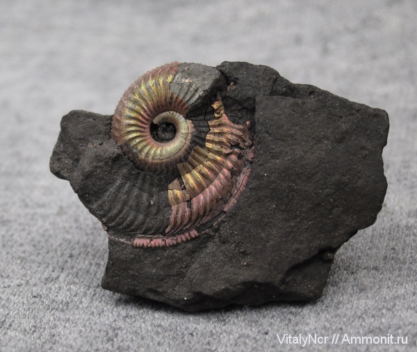 Amoeboceras, Cardioceratidae