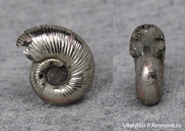 Perisphinctidae, Subdiscosphinctes