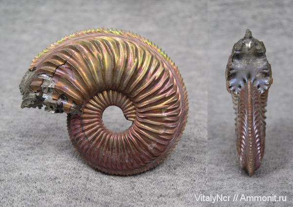 Amoeboceras, Amoeboceras alternoides, Cardioceratidae