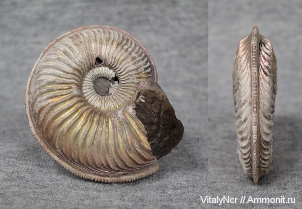 Amoeboceras, Amoeboceras alternoides, Cardioceratidae