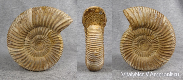 Perisphinctes, Perisphinctidae, Kranaosphinctes