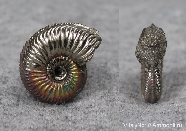 Amoeboceras, Amoeboceras alternoides, Cardioceratidae