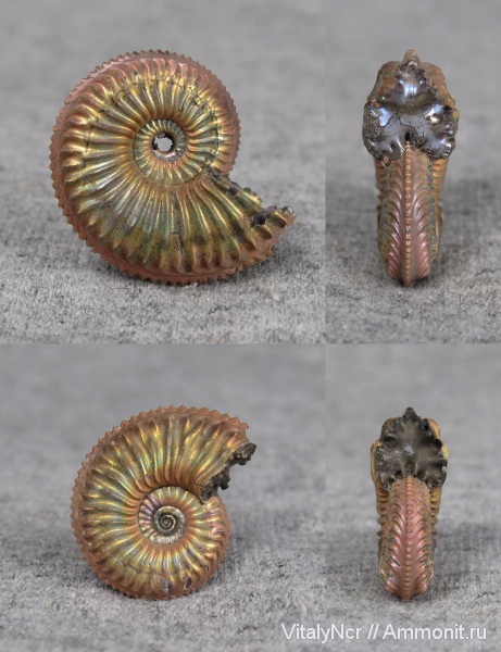 Amoeboceras, Amoeboceras alternans, Cardioceratidae