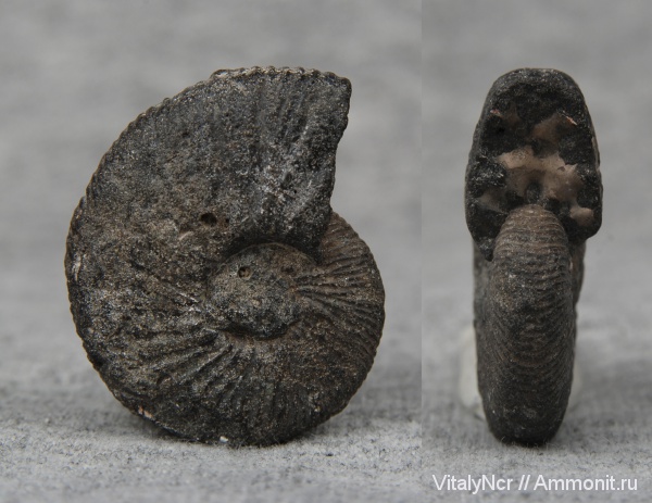 Zaraiskites, Virgatitidae