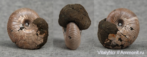 Funiferites, Funiferites allae