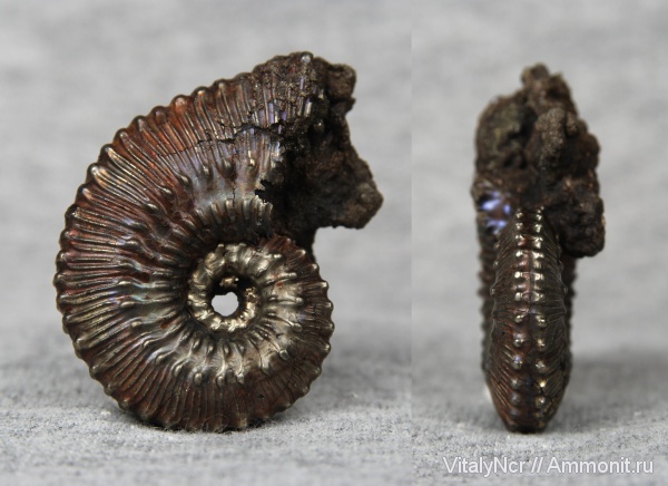 Kosmoceras, Kosmoceratidae, Kosmoceratinae