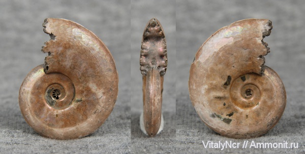 Brightia, Brightia subinvoluta