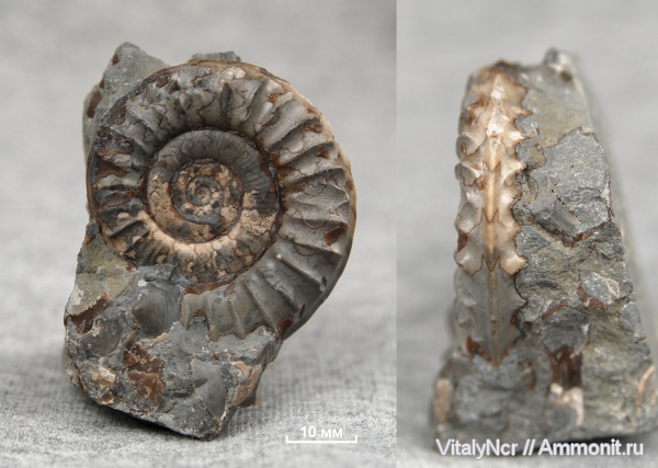 Arnioceras semicostatum, Arnioceras