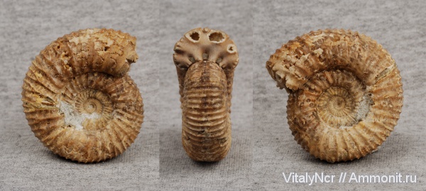 Dorsoplanitidae, Dorsoplanitinae