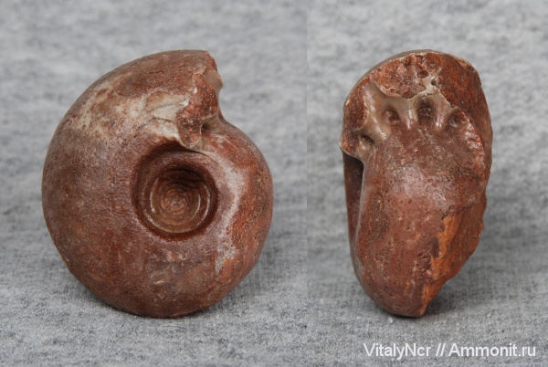 Индонезия, Goniatitida, Metalegoceras tschernyschewi, Metalegoceras