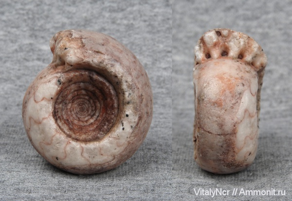 Индонезия, Goniatitida, Metalegoceras, Metalegoceras klimovi