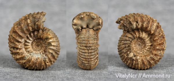 Dorsoplanitidae, Dorsoplanitinae