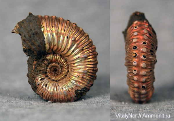 Kosmoceras, Kosmoceratidae