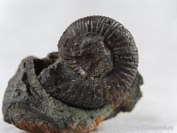 Dorsoplanites, Dorsoplanites panderi, Dorsoplanitidae, Dorsoplanitinae