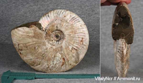 макроконхи, Cleoniceratidae, Aioloceras, Aioloceras besairiei