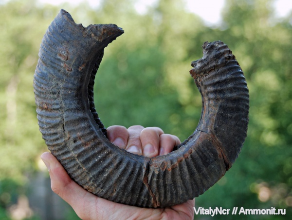 Zaraiskites, Virgatitidae, Virgatitinae